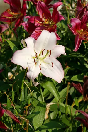 百合花图片