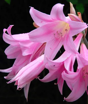 高清百合花图片