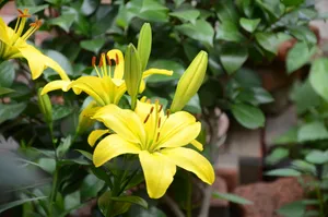 高清黄色百合花图片下载_1