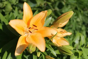 高清橙色百合花图片