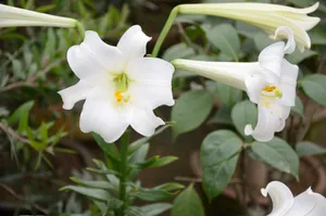 高清唯美百合花图片