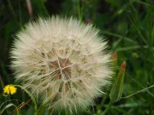 漂亮蒲公英花种子图片_1