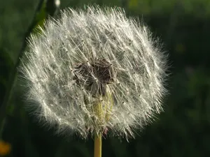 蒲公英花摄影图片_1