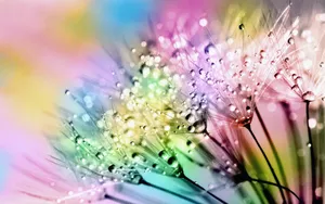 梦幻蒲公英图片_1