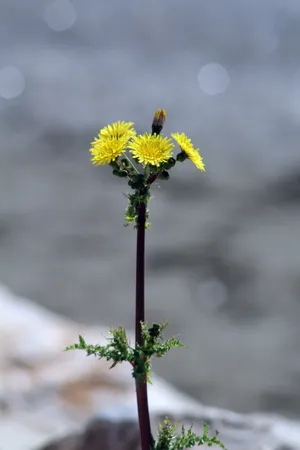 一株蒲公英花图片_1