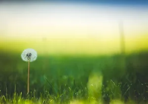 绿草地蒲公英图片