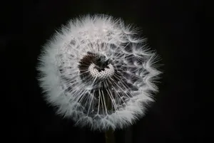 蒲公英黑白图片_1