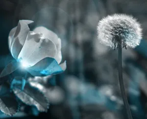 玫瑰花和蒲公英图片_1