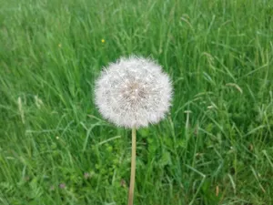 蒲公英的图片