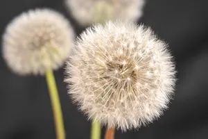 三株蒲公英图片第1张