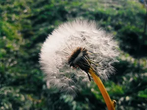 白色蒲公英近景图片第1张