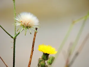 野生蒲公英图片_1