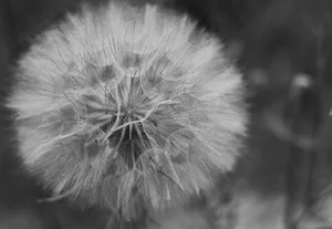 黑白蒲公英图片_1