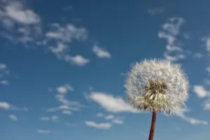 蓝天白云蒲公英图片_1