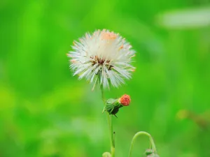 绿色背景蒲公英图片_1