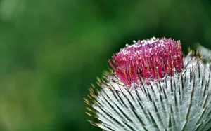 唯美蒲公英图片_1