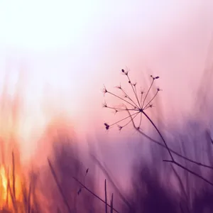 黄昏夕阳中的蒲公英图片_1