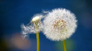 成熟的蒲公英图片_1