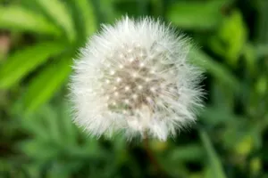 蒲公英的种子图片