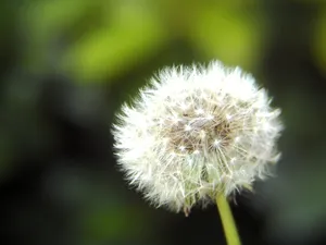 白色蒲公英图片第1张