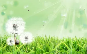 绿色草地唯美蒲公英图片