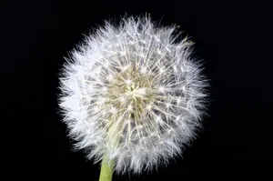 蒲公英花的图片_1