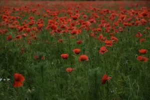 罂粟花桌面壁纸图片