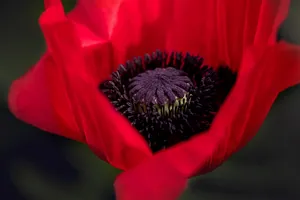 微距罂粟花图片_1