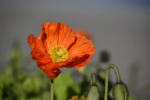 野罂粟花图片_1