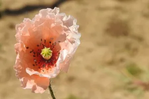 粉色淡雅罂粟花图片_1