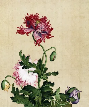 写意罂粟花图片_1