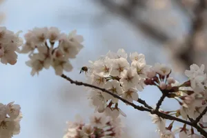 樱花枝白色樱花摄影图片第1张