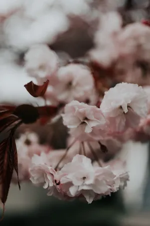 粉色樱花花朵特写图片第1张