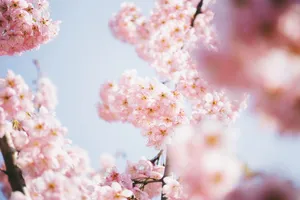 重瓣粉色樱花唯美图片第1张