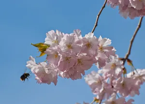 淡粉色樱花花朵图片
