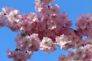 春天樱花枝粉色花朵图片第1张