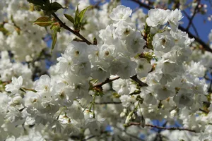 白色樱花绽放图片第1张