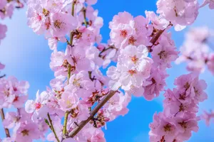 日本樱花观赏图片第1张