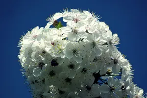 白色樱花高清摄影图片第1张
