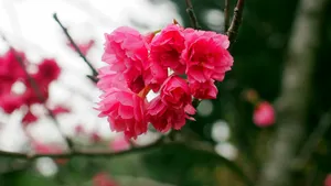 红色樱花唯美图片第1张