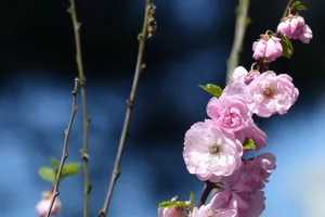 春天樱花摄影图片第1张