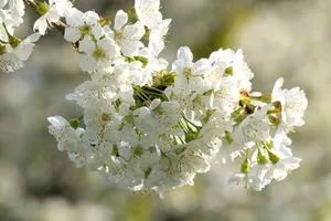 春天白色樱花开放图片_1