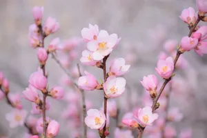 唯美粉色樱花风景图片_1