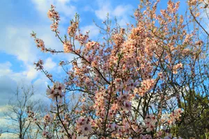 樱花园盛开樱花图片_1