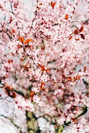 樱花美景图片_1
