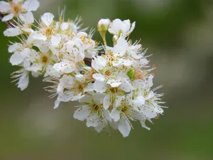 樱花特写高清图片第1张