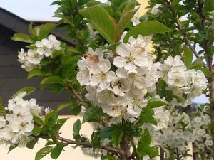 春天樱花枝白色樱花图片第1张