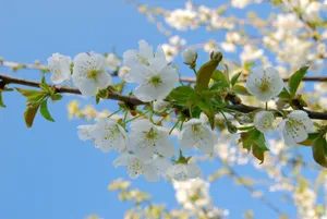 樱花枝白色樱花图片