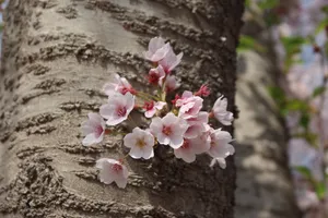 树上樱花微距图片第1张