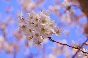 一支白色樱花图片_1